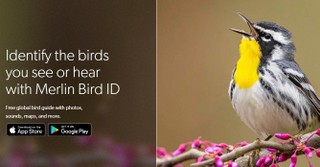 Merlin.allaboutbirds.org